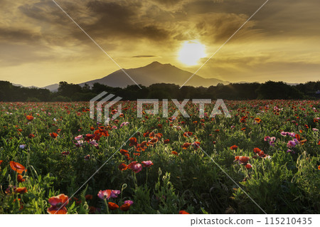 盛開的罌粟花田和從小外川親愛公園眺望筑波山的日出 115210435