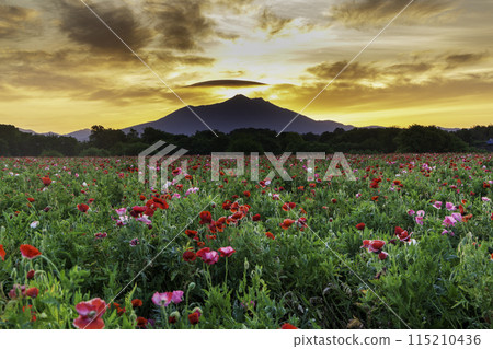 Poppy fields in full bloom and the morning sun rising over Mount Tsukuba from Kokaigawa Fureai Park 115210436