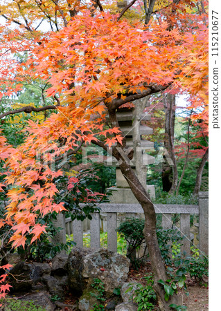 Nagaokakyo City, Kyoto Prefecture, Nishiyama, Yanagidani Kannon Temple, Okunoin, Autumn leaves Nagaokakyo City, Kyoto Prefecture, Nishiyama, Yanagidani Kannon Temple, Okunoin, Autumn leaves 115210677