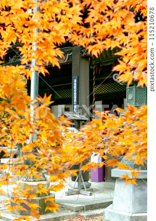 京都府長岡京市,西山,橫國寺(柳谷觀音),奧之院,秋葉 京都府長岡京市,西山,橫國寺(柳谷觀音),奧之院,秋葉 115210678