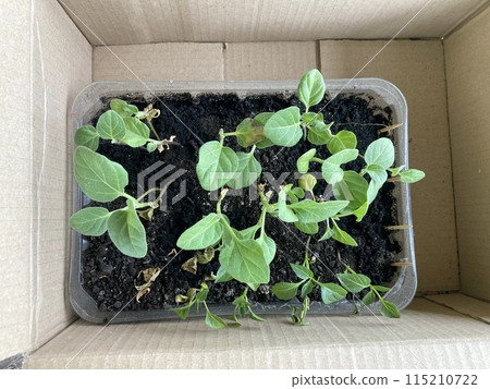 Young vegetable seedlings in a cardboard box Young vegetable seedlings in a cardboard box 115210722