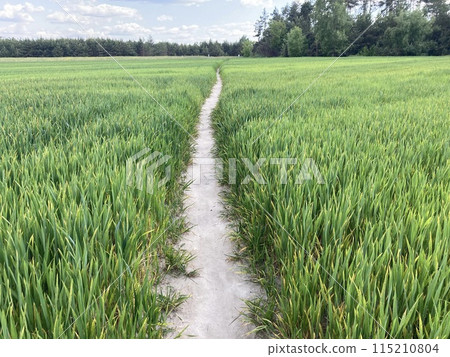 Green rapeseed field in the village Green rapeseed field in the village 115210804