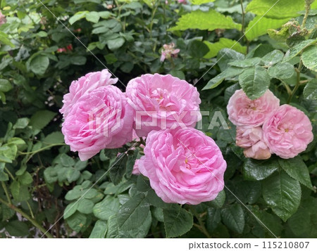 Summer flowers have bloomed in the garden 115210807