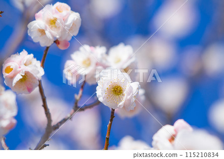 白梅花 白梅花 115210834