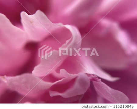 Summer flowers have bloomed in the garden 115210842