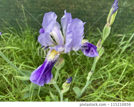 Summer flowers have bloomed in the garden 115210856