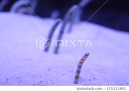 中國鰻魚 中國鰻魚 115211401