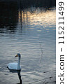 Swans floating on the lake in the early morning 115211499