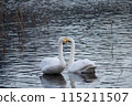 Two swans floating on a pond 115211507