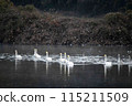 Swans swimming on the water 115211509