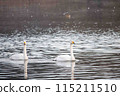 Swans swimming on the water 115211510