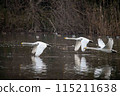 A flying swan 115211638