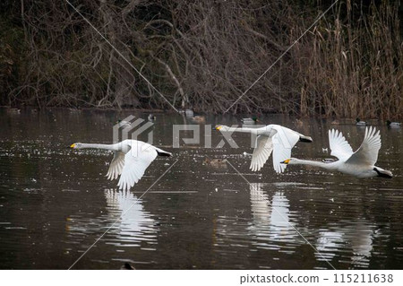 A flying swan A flying swan 115211638