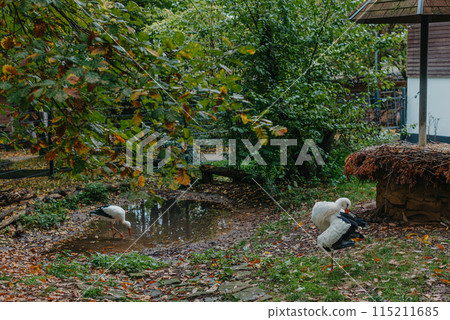 Stork Cleans Feathers Standing On One Leg. Autumn Park. Stork cleans feathers on bank of river in sunny day. Life of wild bird, animals. Wildlife. Selective focus. Stork Cleans Feathers Standing On One Leg. Autumn Park. Stork cleans feathers on bank of river in sunny day. Life of wild bird, animals. Wildlife. Selective focus. 115211685
