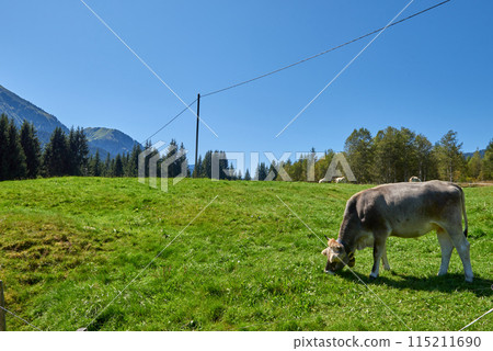 Alpine Cows Grazing in the Pristine Heart of Mountain Meadows. Mountain Pastoral Poetry: A Serenade of Cattle in the Alpine Landscape. Nature's Harmony: Alpine Ecosystem Unveiled with Cows, Forests Alpine Cows Grazing in the Pristine Heart of Mountain Meadows. Mountain Pastoral Poetry: A Serenade of Cattle in the Alpine Landscape. Nature's Harmony: Alpine Ecosystem Unveiled with Cows, Forests 115211690