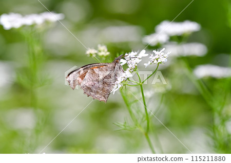 終身蝴蝶 終身蝴蝶 115211880