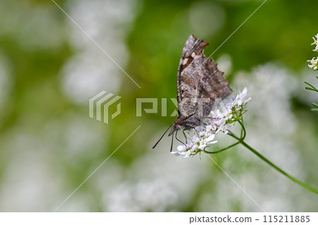 終身蝴蝶 終身蝴蝶 115211885