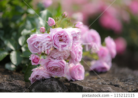 石牆上盛開的粉紅玫瑰 115212115