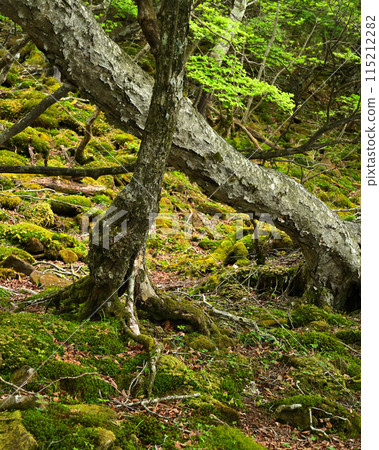 長滿青苔的岩石 115212282