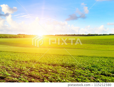 Young shoots of sunflowers on the farm field and sunrise on blue sky. 115212380