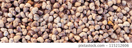 Background of many sea shells. Natural pattern, many snail shells on the sand on the shore Background of many sea shells. Natural pattern, many snail shells on the sand on the shore 115212606