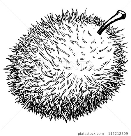 Sketch Rambutan Illustration. Asian Fruit Hand drawn Icon. Black and White Design Element. Sketch Rambutan Illustration. Asian Fruit Hand drawn Icon. Black and White Design Element. 115212809