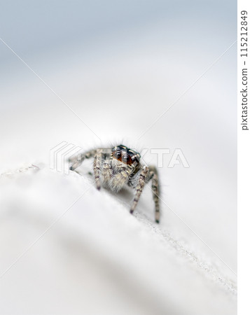Jumping spider in the process of hunting on a light background Jumping spider in the process of hunting on a light background 115212849