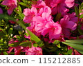 Azaleas and young leaves 115212885