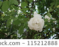 White Rose  115212888