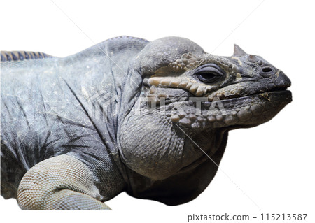 rhinoceros iguana (Cyclura cornuta) rhinoceros iguana (Cyclura cornuta) 115213587