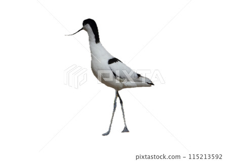 pied avocet (Recurvirostra avosetta) pied avocet (Recurvirostra avosetta) 115213592