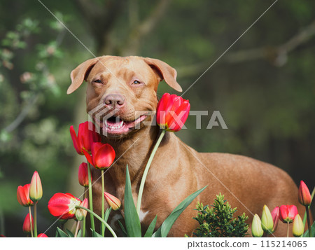 Cute dog sits near bright tulips. Clear, sunny day Cute dog sits near bright tulips. Clear, sunny day 115214065