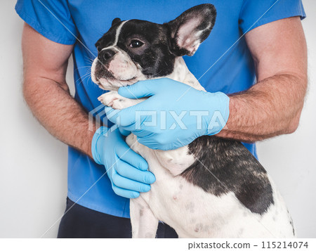 Cute puppy and veterinarian. Closeup, white isolated background Cute puppy and veterinarian. Closeup, white isolated background 115214074