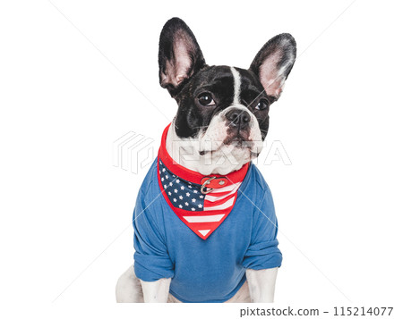 Cute puppy and T-shirt with an American Flag pattern Cute puppy and T-shirt with an American Flag pattern 115214077