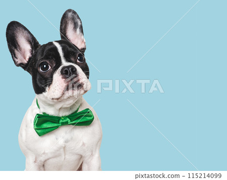 Cute puppy and bright bow tie. Close-up, indoors 115214099