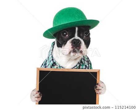Lovable, pretty puppy and a bright green hat 115214100
