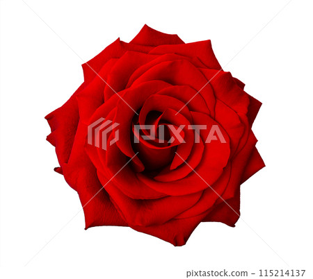 Beautiful red rose isolated on white background. Beautiful red rose isolated on white background. 115214137