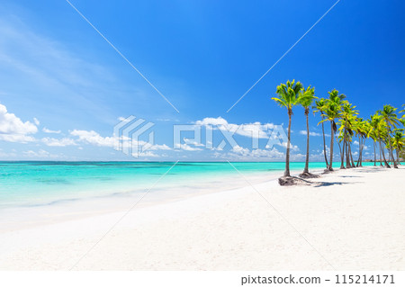 Beautiful tropical white sand beach and coconut palm tree in Cap Cana Dominican Republic. Beautiful tropical white sand beach and coconut palm tree in Cap Cana Dominican Republic. 115214171