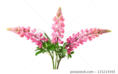 Bouquet of pink lupine flowers, isolated on white background. Colorful lupines, spring flowers. Bouquet of pink lupine flowers, isolated on white background. Colorful lupines, spring flowers. 115214393