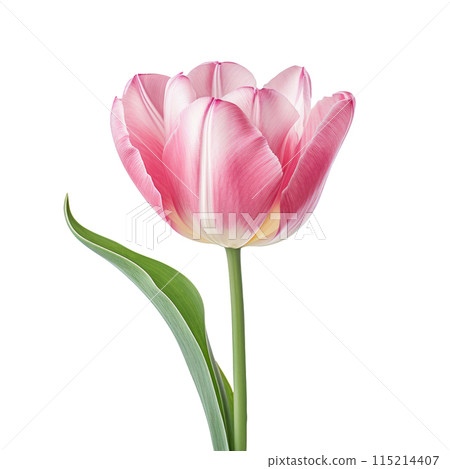 Tulip flower isolated on white background. Useful for floral design 115214407