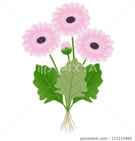 Gerbera plant with flowers and roots on a white background. 115214460