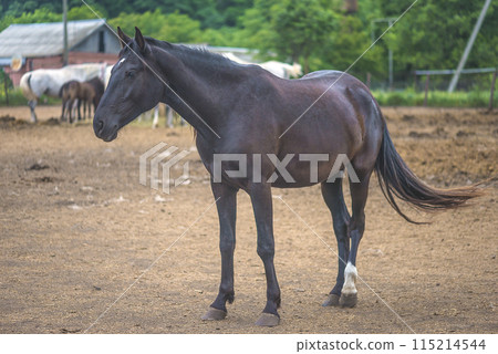 A black horse in center equestre outdoors A black horse in center equestre outdoors 115214544