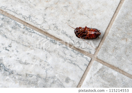 Dead cockroach upside down on the floor. Pest control concept Dead cockroach upside down on the floor. Pest control concept 115214553