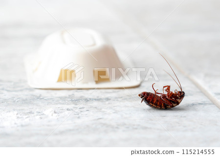 Dead cockroach upside down on the floor. Pest control concept Dead cockroach upside down on the floor. Pest control concept 115214555