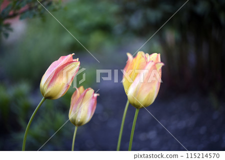 Red and yellow tulips in the summer garden. Yellow-red flowers. 115214570