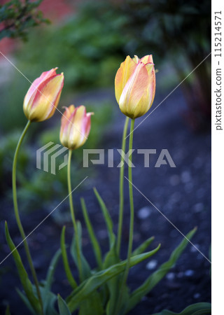 Red and yellow tulips in the summer garden. Yellow-red flowers. 115214571