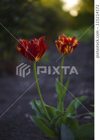 Red and yellow tulips in the summer garden. Yellow-red flowers. 115214572