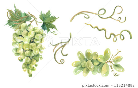 Watercolor Sketch bunches of grapes. Hand drawn illustration isolated on white background. For design restaurant, winery, cafe, textile Watercolor Sketch bunches of grapes. Hand drawn illustration isolated on white background. For design restaurant, winery, cafe, textile 115214892