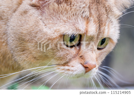Close-up of a young ginger cat's muzzle 115214905