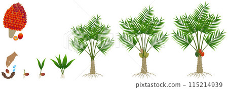 Cycle of growth of a oil palm tree on a white background. 115214939